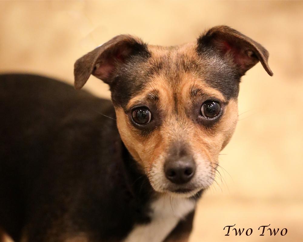 Enlarge TwoTwo, a Adopted mixed breed in Dixon, KY image 3/3