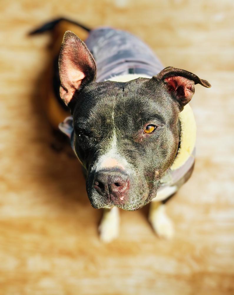 Enlarge BUSTER, a Adoptable American Staffordshire Terrier in Richmond, TX image 1/6