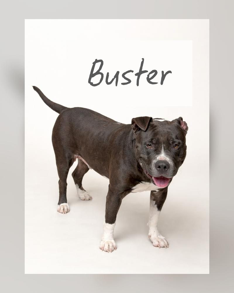 Enlarge BUSTER, a Adoptable American Staffordshire Terrier in Richmond, TX image 2/6