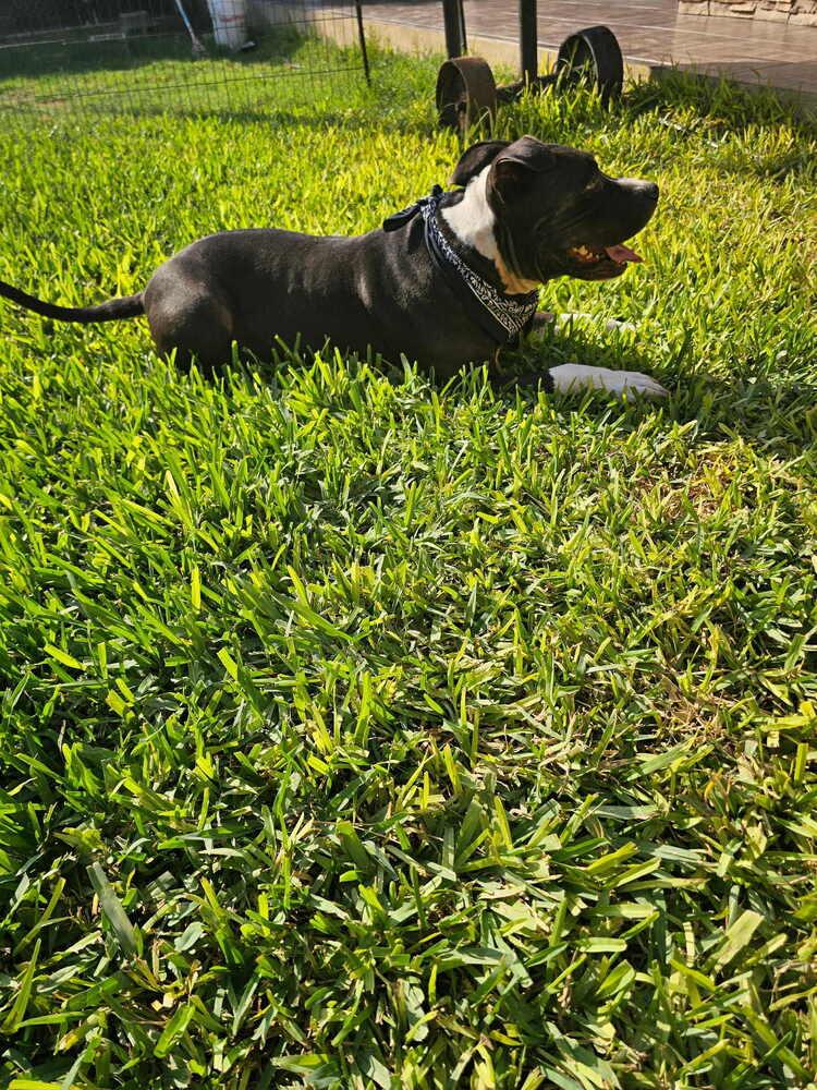 Enlarge BUSTER, a Adoptable American Staffordshire Terrier in Richmond, TX image 5/6
