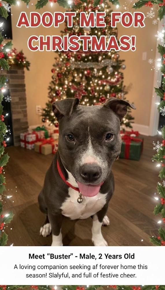 Enlarge BUSTER, a Adoptable American Staffordshire Terrier in Richmond, TX image 6/6
