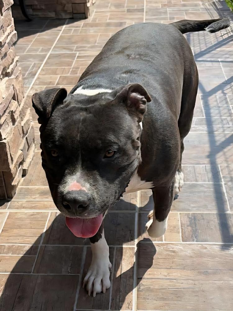 Enlarge BUSTER, a Adoptable American Staffordshire Terrier in Richmond, TX image 4/6