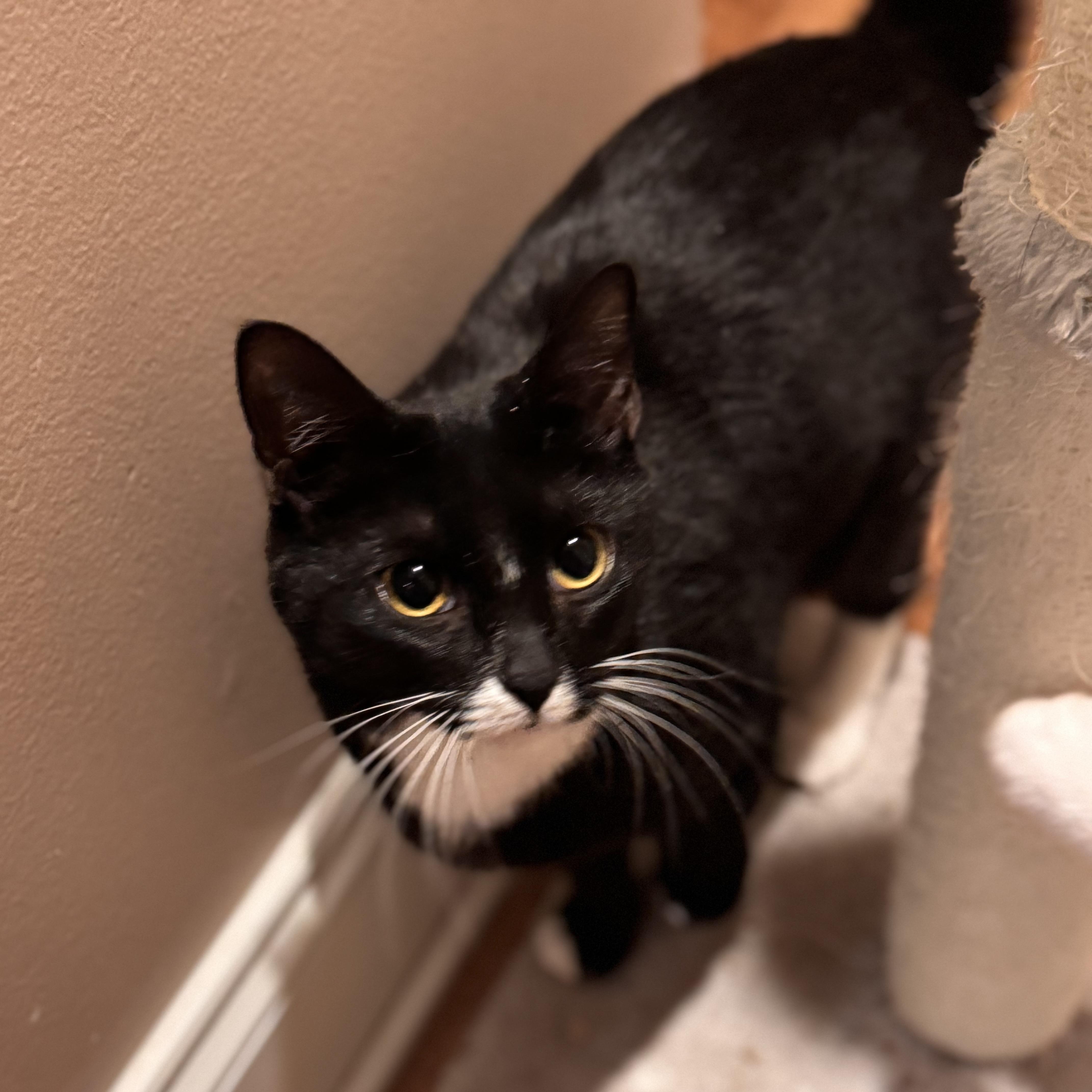 Vivian, a Adoptable Domestic Short Hair in MABLETON, GA image 2/5