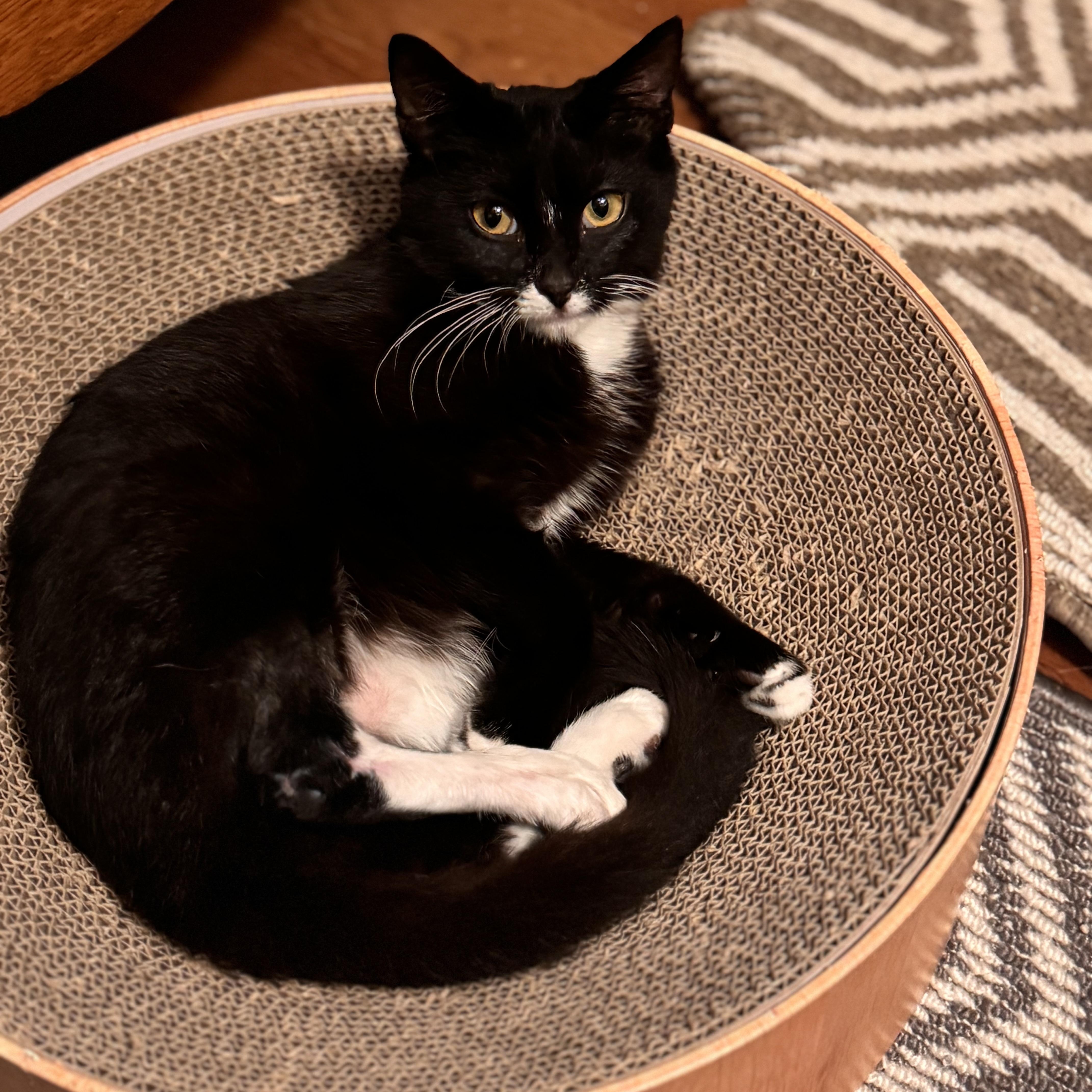 Vivian, a Adoptable Domestic Short Hair in MABLETON, GA image 1/5