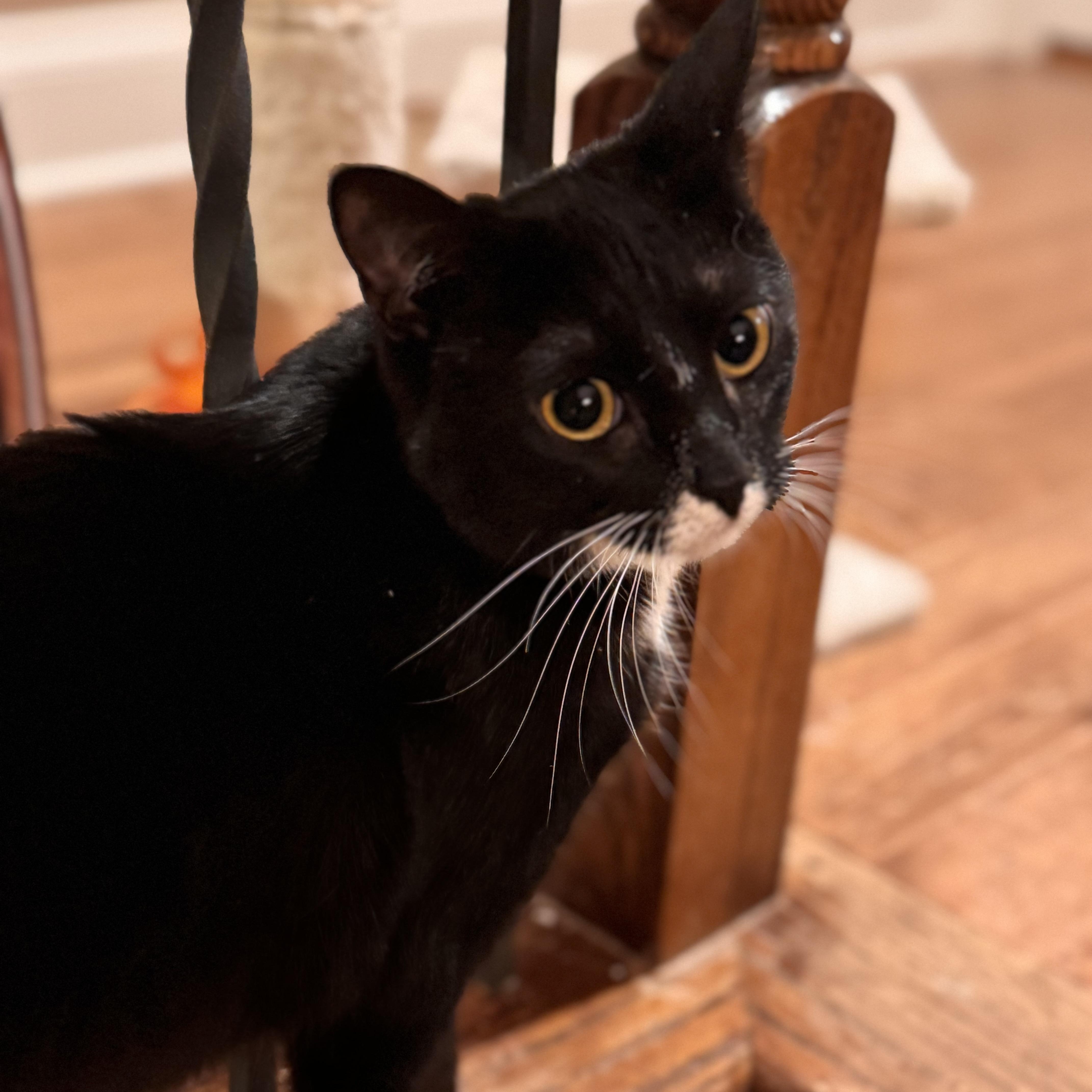 Vivian, a Adoptable Domestic Short Hair in MABLETON, GA image 3/5