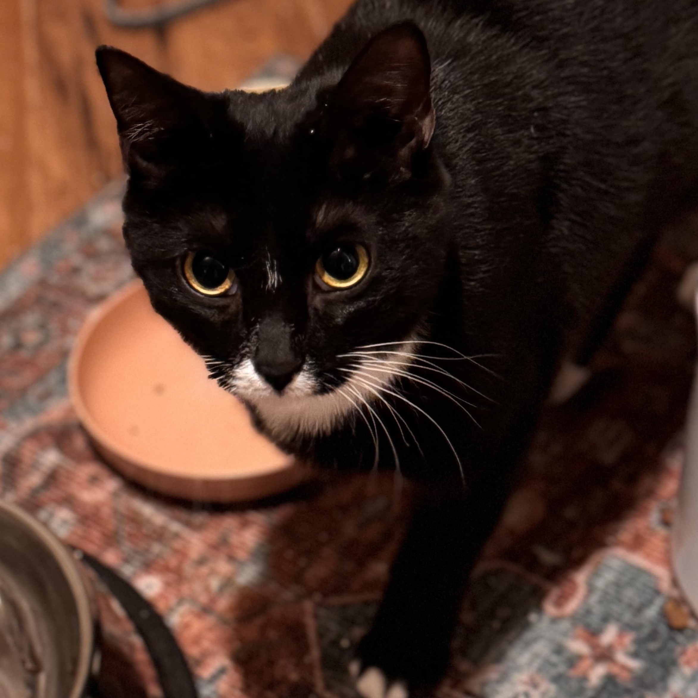 Vivian, a Adoptable Domestic Short Hair in MABLETON, GA image 4/5