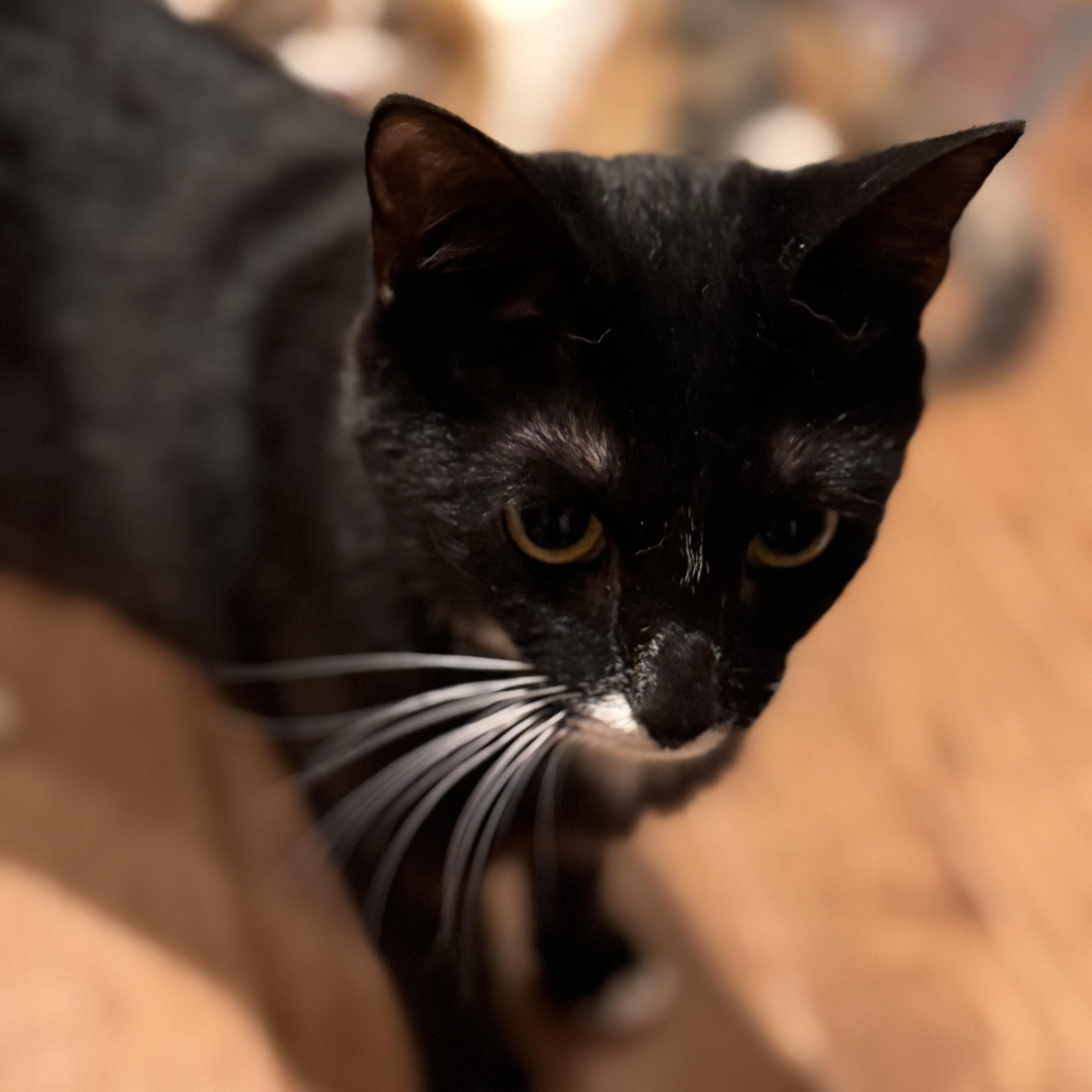 Vivian, a Adoptable Domestic Short Hair in MABLETON, GA image 5/5