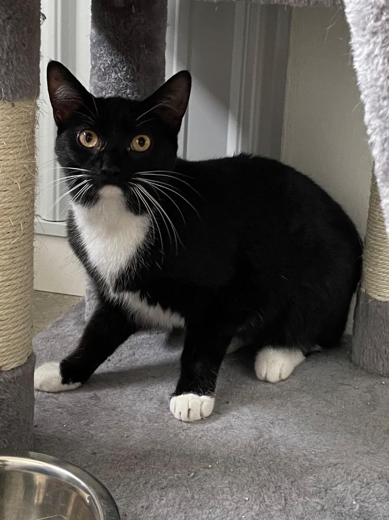 Socks, Adoptable, Adult Female Domestic Short Hair.