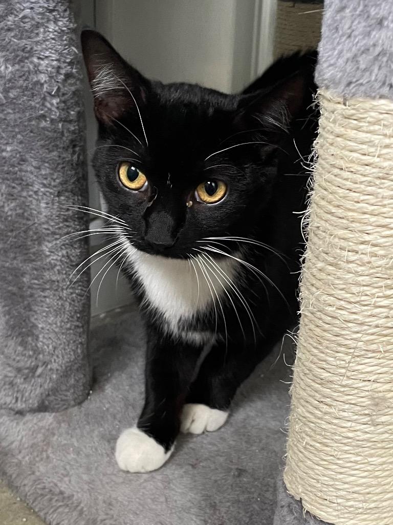 Socks, a Adoptable mixed breed in Hartford City, IN image 1/6