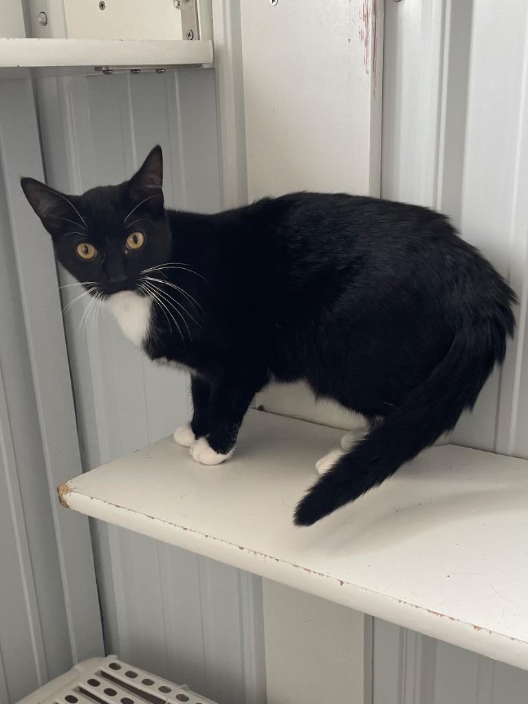 Socks, a Adoptable mixed breed in Hartford City, IN image 2/6