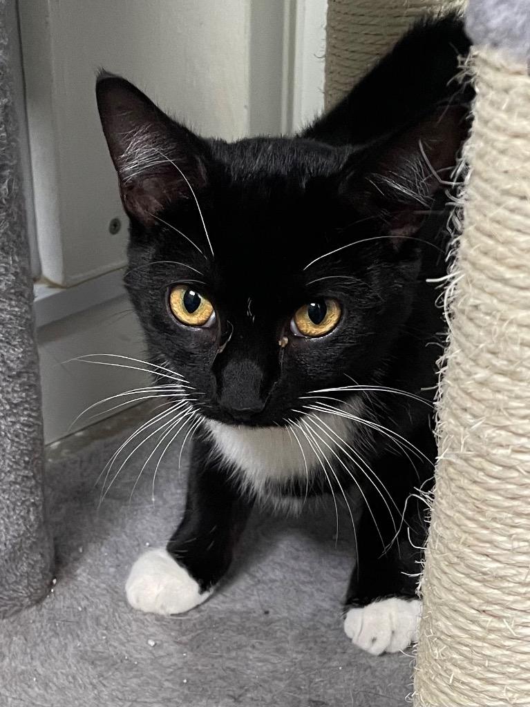 Socks, a Adoptable mixed breed in Hartford City, IN image 4/6