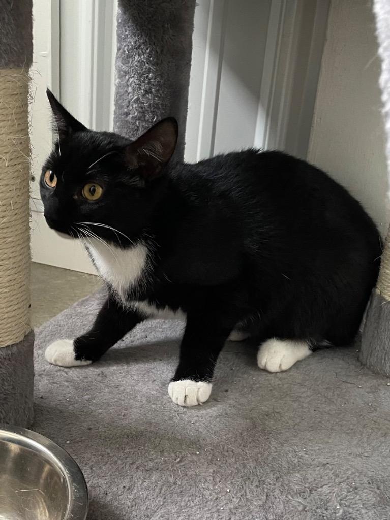 Socks, a Adoptable mixed breed in Hartford City, IN image 5/6