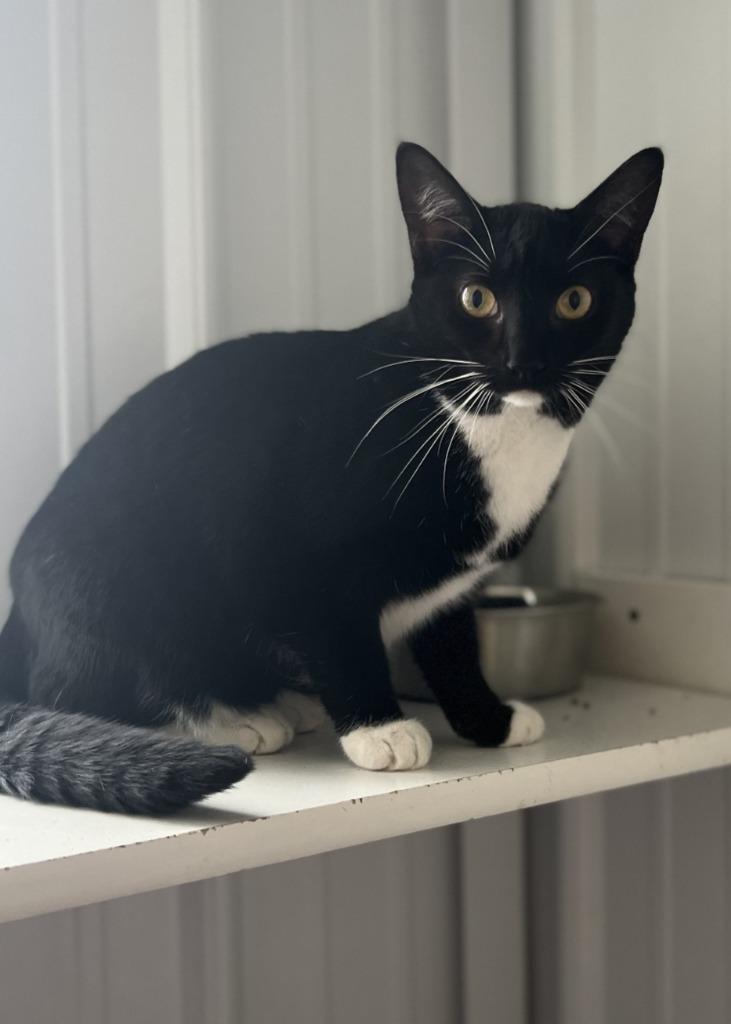 Socks, a Adoptable mixed breed in Hartford City, IN image 6/6