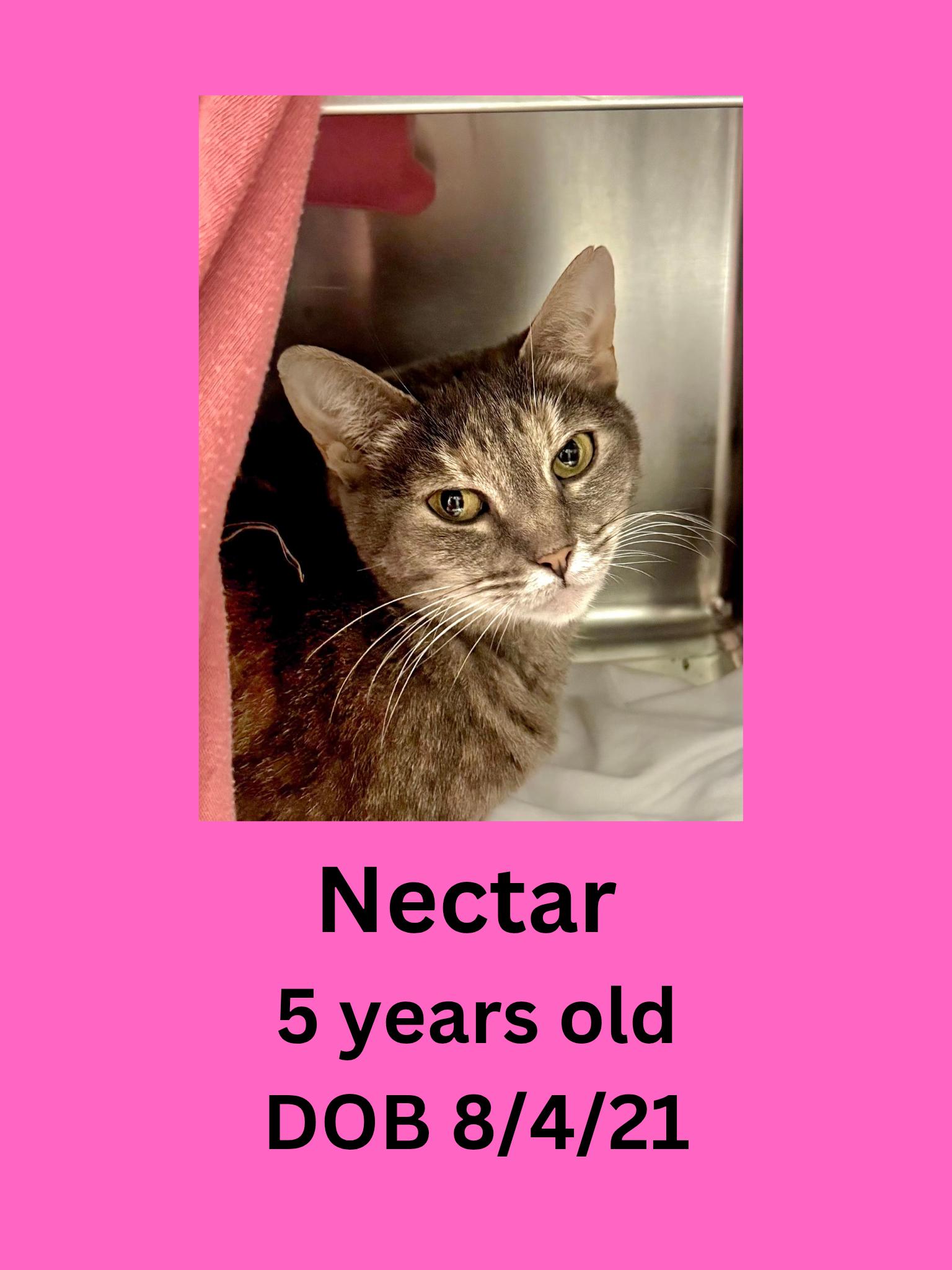 Nectar, ADOPTABLE, Adult Female Domestic Short Hair.
