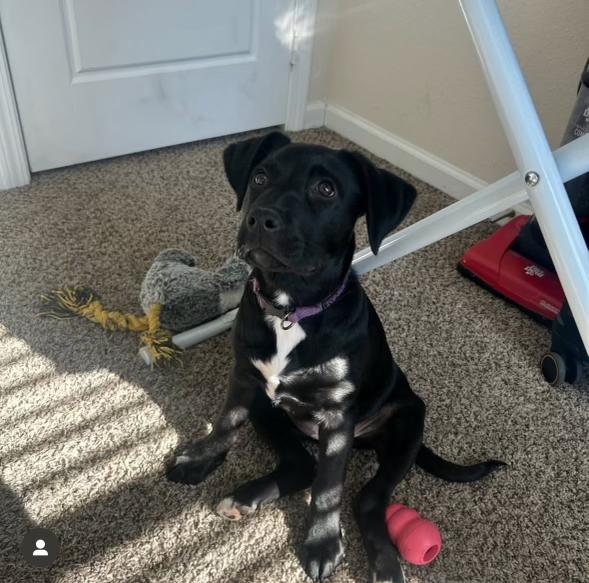 Enlarge Nala, a Adopted mixed breed in Charlotte, NC image 1/2