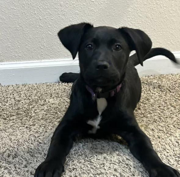 Enlarge Nala, a Adopted mixed breed in Charlotte, NC image 2/2