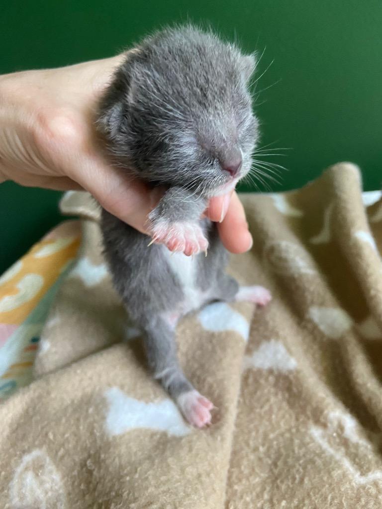 Benny, Adoptable, Kitten Male Domestic Short Hair.