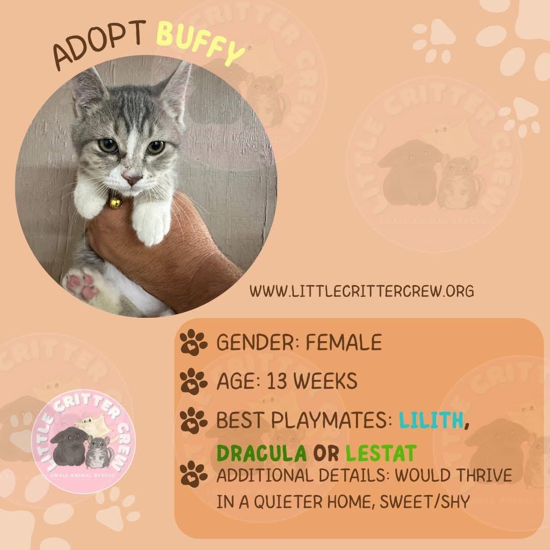 Enlarge Buffy, a Adoptable American Shorthair in Eugene, OR image 1/1