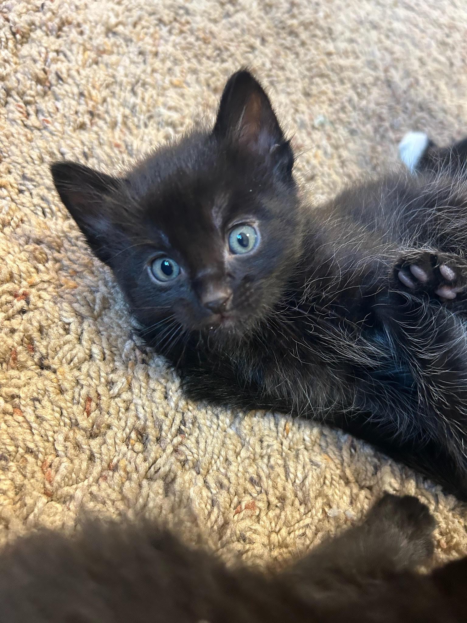 Thorn - RESERVED - NOT AVAILABLE