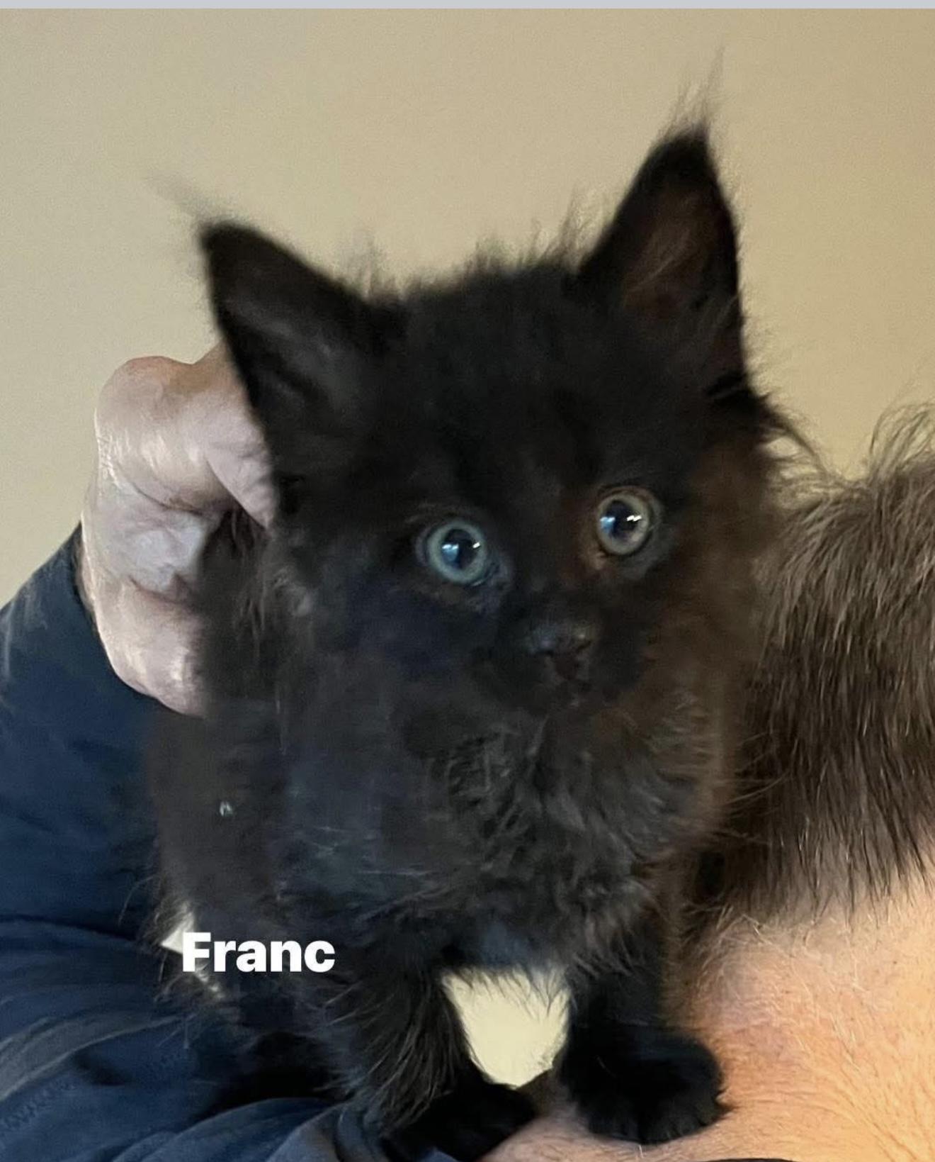 Franc, Adoptable, Kitten Male Domestic Long Hair.