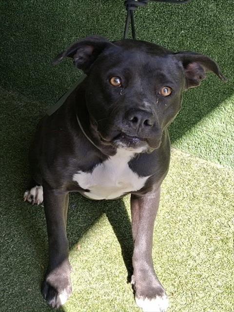 LUPE, Adoptable, Young Female Pit Bull Terrier.