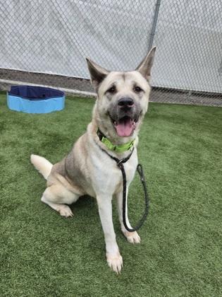 Sana, a Adoptable mixed breed in Seattle, WA image 1/3