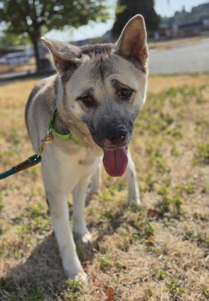 Sana, a Adoptable mixed breed in Seattle, WA image 2/3