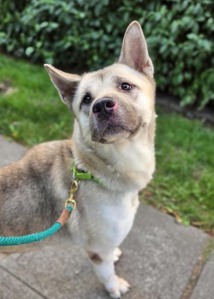Sana, a Adoptable mixed breed in Seattle, WA image 3/3