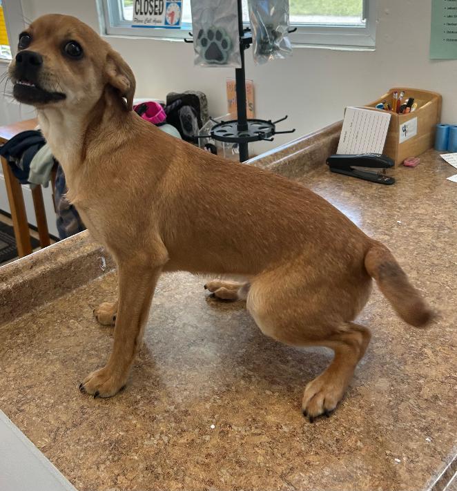 Bear, ADOPTABLE, Puppy Male Chihuahua.