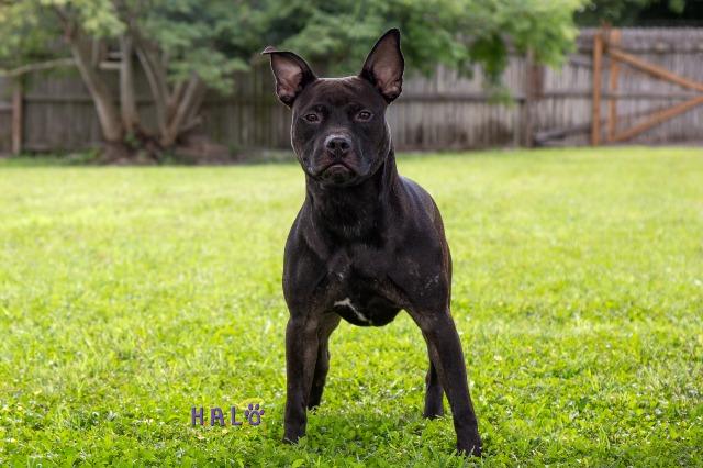 Enlarge Zazu, a Adoptable Pit Bull Terrier in Sebastian, FL image 5/6