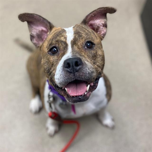 MARTHA, Adoptable, Adult Female American Bulldog & Mixed Breed.