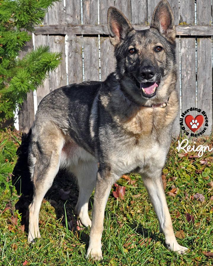 Enlarge Reign, an adopted German Shepherd Dog in Joliet, IL image 1/4