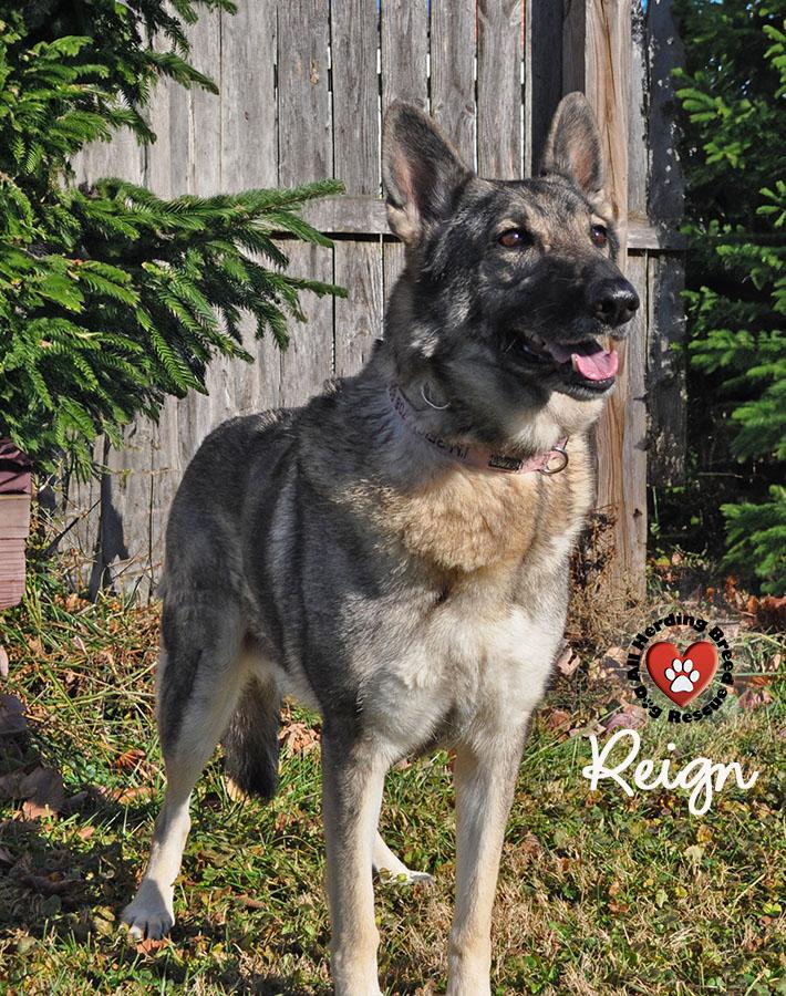 Enlarge Reign, an adopted German Shepherd Dog in Joliet, IL image 2/4