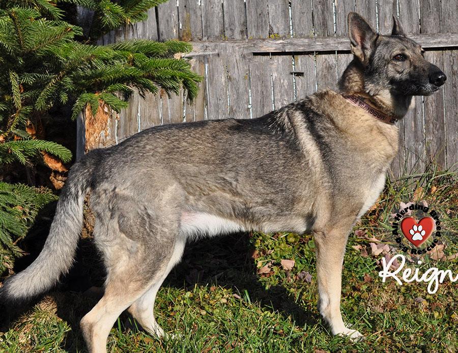 Enlarge Reign, an adopted German Shepherd Dog in Joliet, IL image 3/4