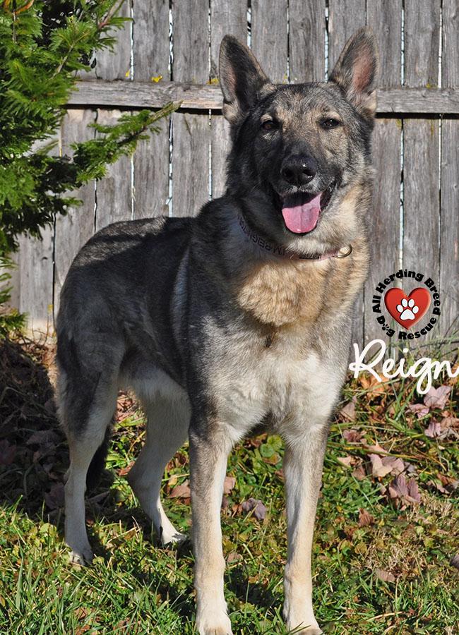 Enlarge Reign, an adopted German Shepherd Dog in Joliet, IL image 4/4