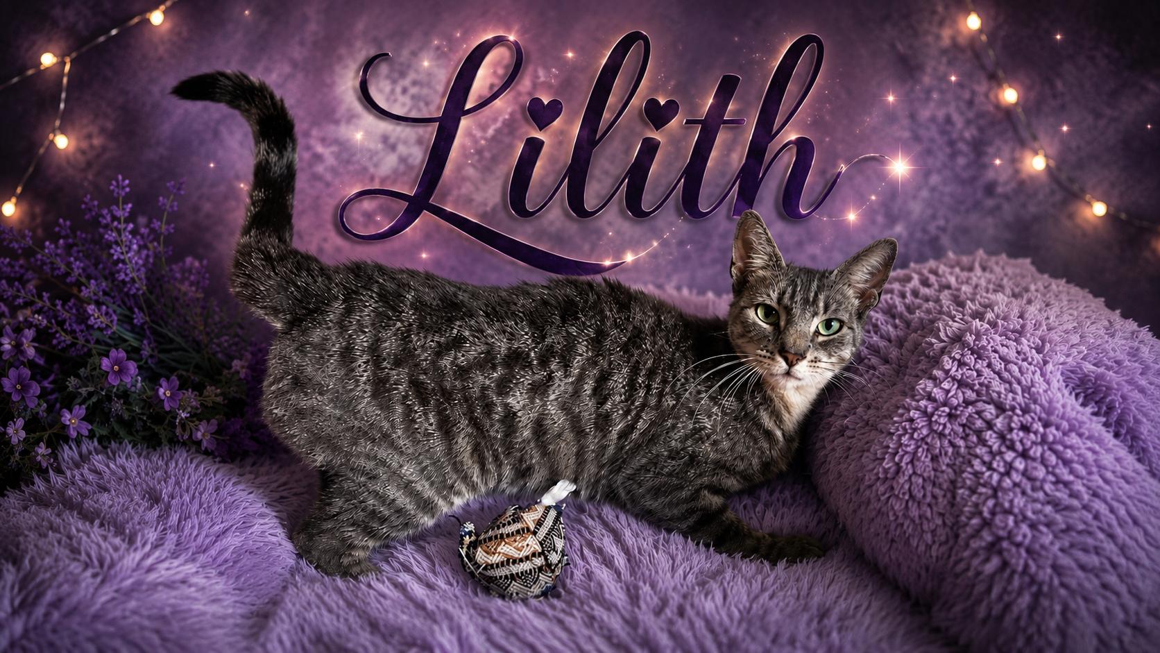 Enlarge Lilith, a ADOPTABLE Domestic Short Hair in West Pittston, PA image 1/1