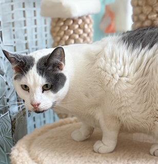 Roland, Adoptable, Adult Male Tabby.