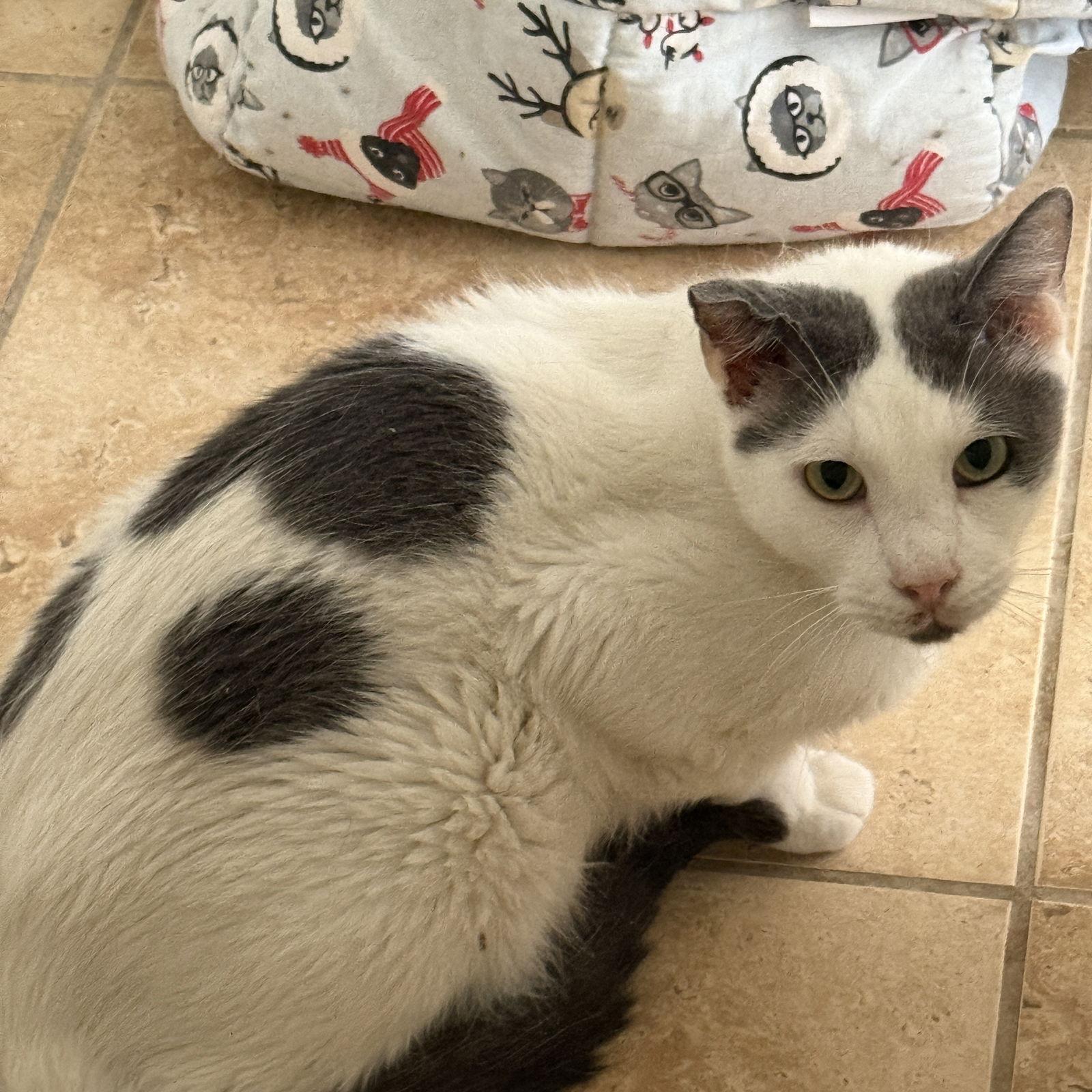 Roland, Adoptable, Adult Male Tabby.