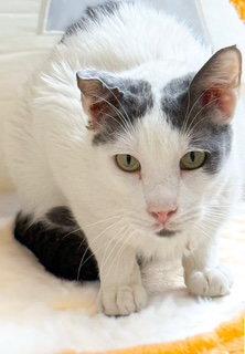 Enlarge Roland, a Adoptable Tabby in Chandler, AZ image 2/3