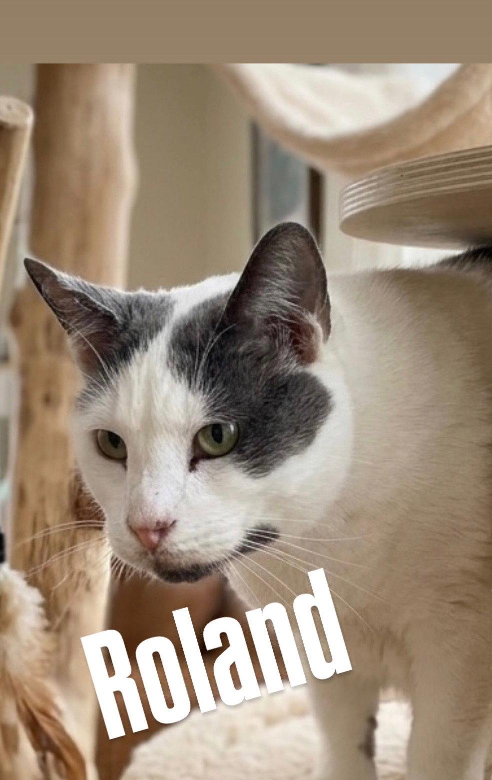 Enlarge Roland, a Adoptable Tabby in Chandler, AZ image 3/3