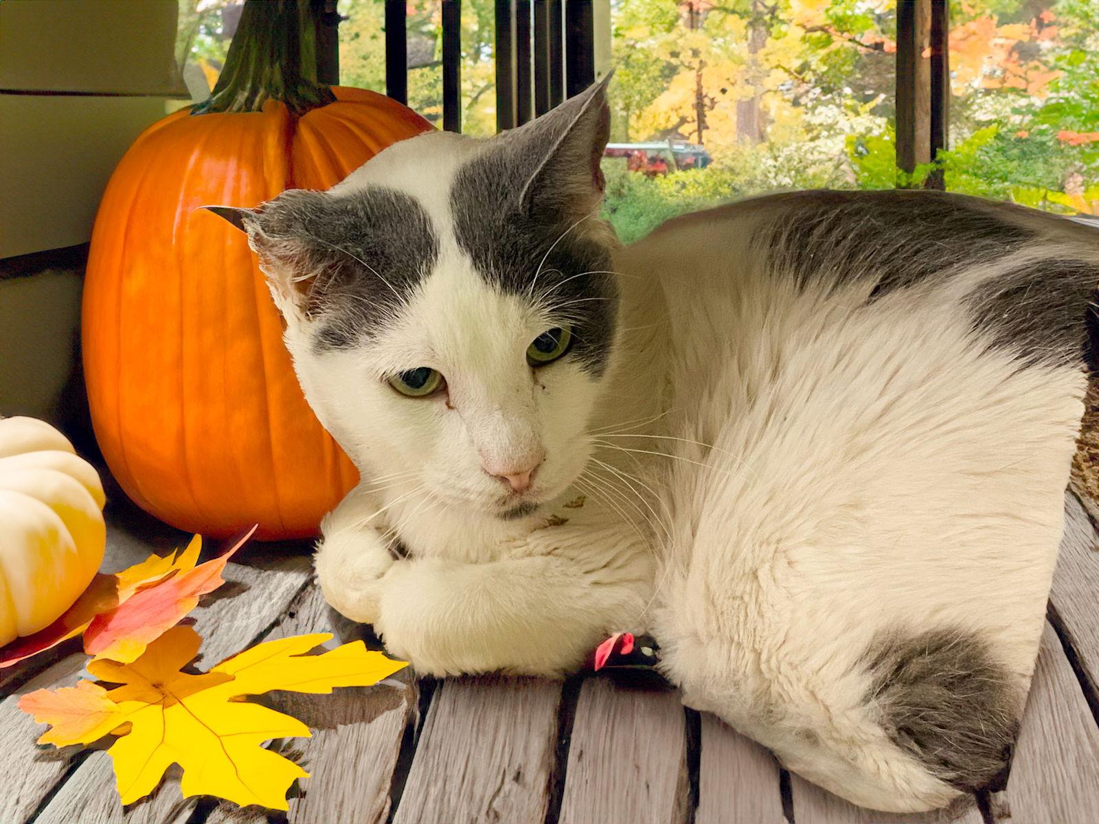 Roland, a Adoptable Tabby in Chandler, AZ image 2/2