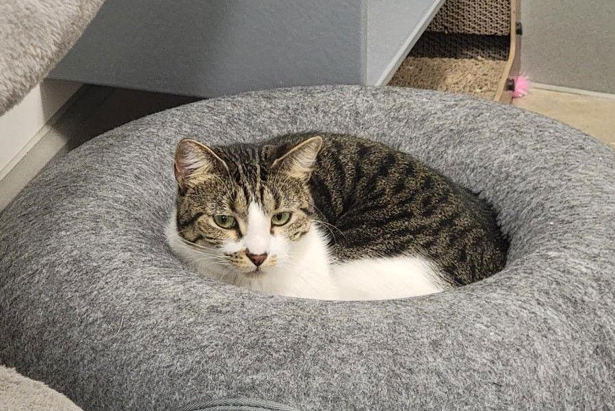 Grace S, Adoptable, Adult Female Domestic Short Hair & Tabby.