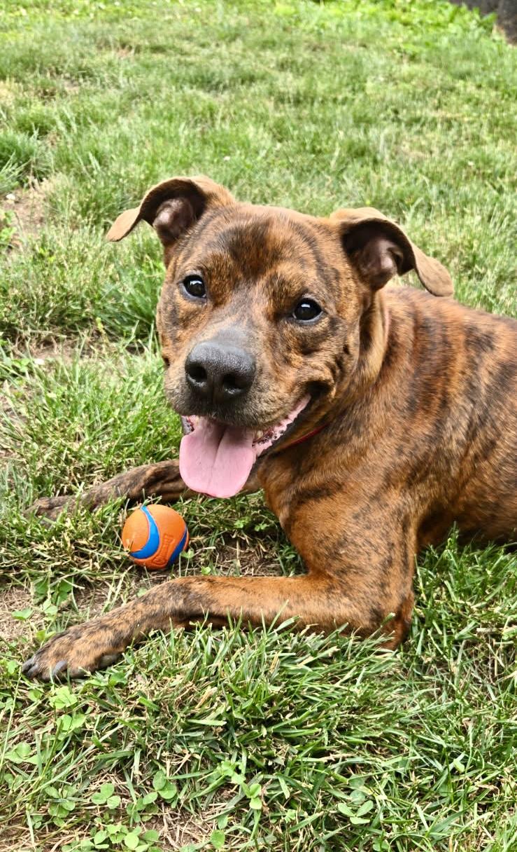 Enlarge Copper, a ADOPTABLE mixed breed in Leesburg, VA image 1/6