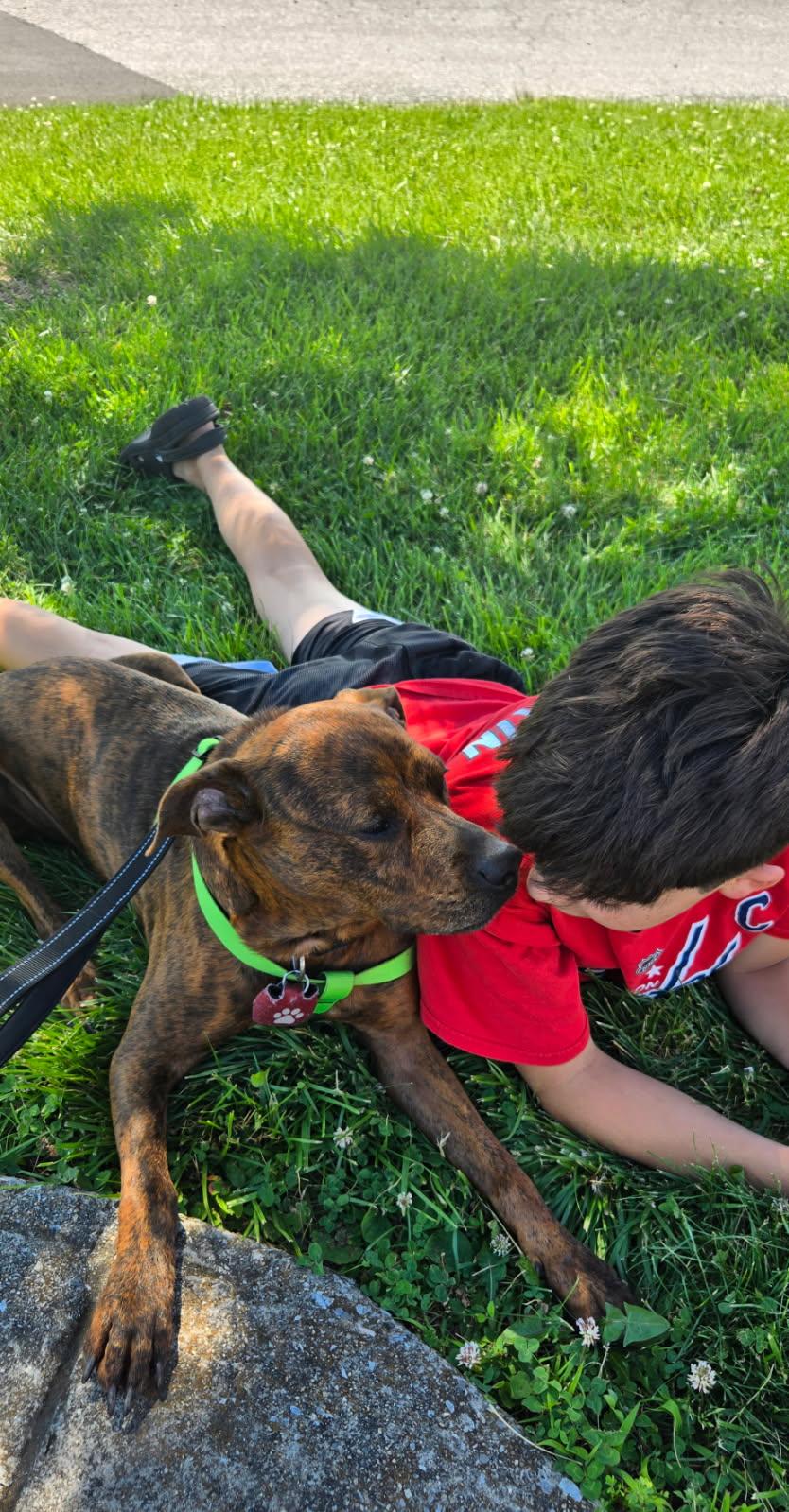Enlarge Copper, a ADOPTABLE mixed breed in Leesburg, VA image 3/6
