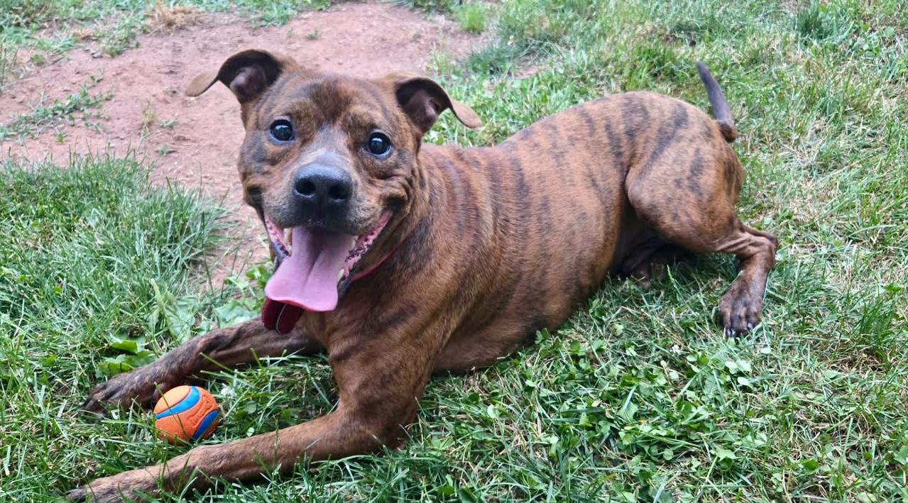 Enlarge Copper, a ADOPTABLE mixed breed in Leesburg, VA image 2/6