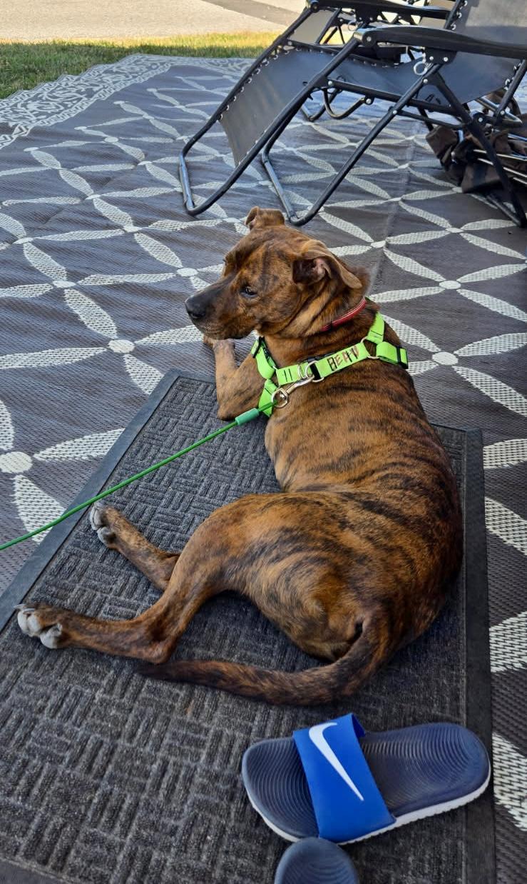 Enlarge Copper, a ADOPTABLE mixed breed in Leesburg, VA image 6/6