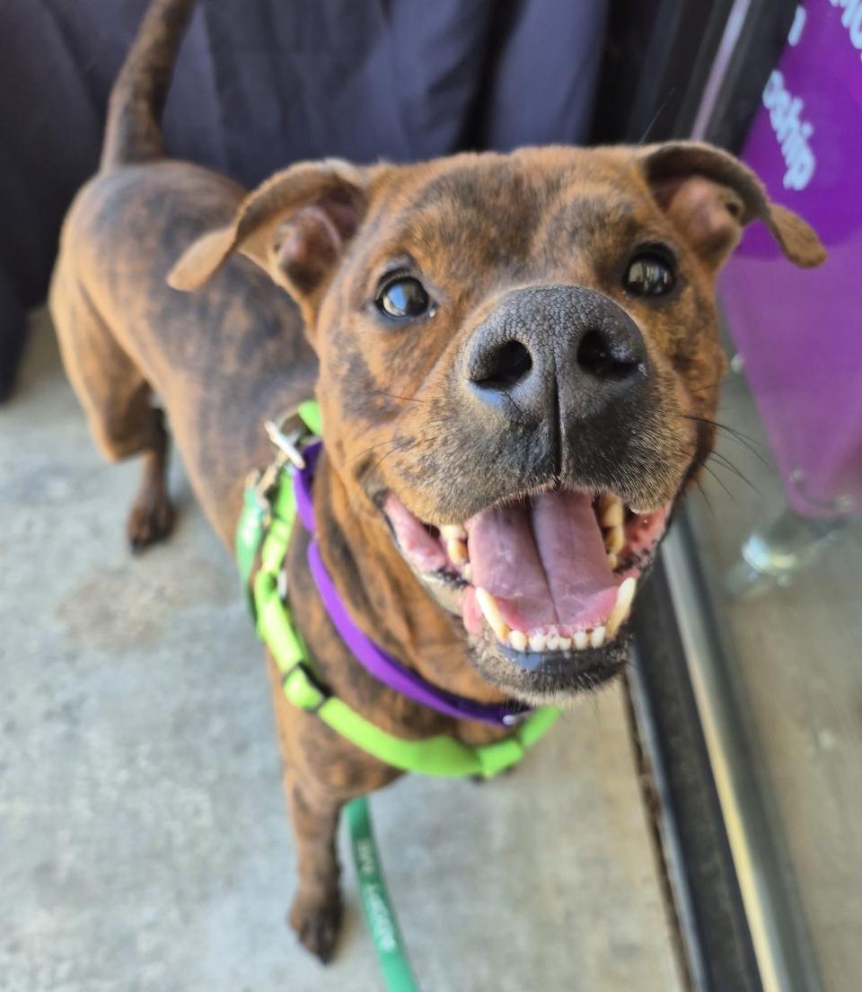 Enlarge Copper, a ADOPTABLE mixed breed in Leesburg, VA image 4/6