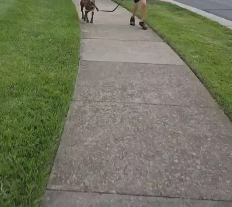 Enlarge Copper, a ADOPTABLE mixed breed in Leesburg, VA video 5/6