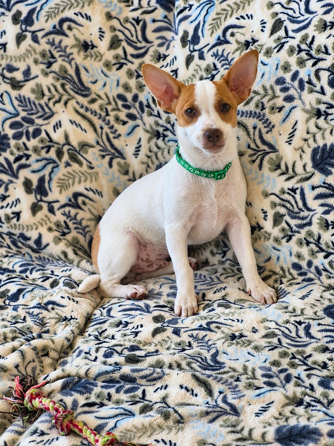 Enlarge Benny, a Adopted mixed breed in Boston, MA image 3/6