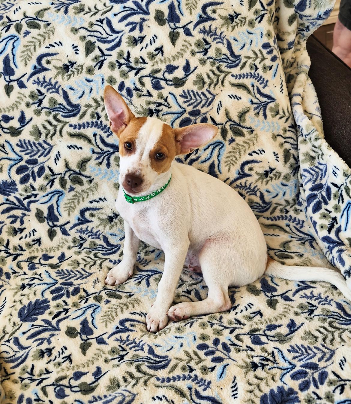 Enlarge Benny, a Adopted mixed breed in Boston, MA image 2/6